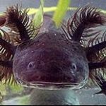 axolotle