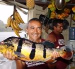 peixe_do_amazonas1