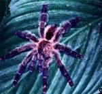 aranha_avicularia_diversipe