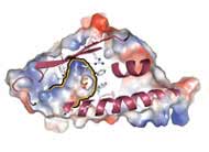 doenca_aflatoxina_causa_cancer_fIgado