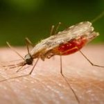 mosquito_malaria