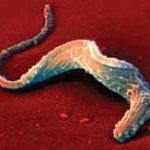 trypanosoma_cruzi