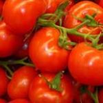 tomates2