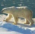 urso_polar