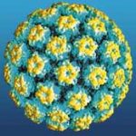 virus_hpv