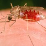 mosquito-da-malaria imagens