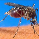 140217081215 mosquito malaria 624x351 afp nocredit