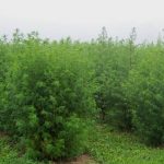 artemisia annua west virginia